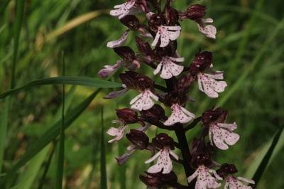 <i>Orchis purpurea</i>