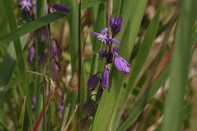 <i>Polygala vulgaris</i>