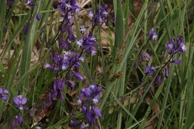 <i>Polygala vulgaris</i>