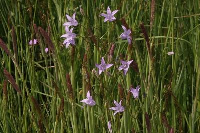 <i>Campanula rapunculus</i>