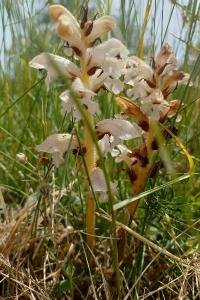 <i>Orobanche picridis-hieracioidis</i>