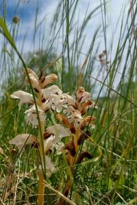 <i>Orobanche picridis-hieracioidis</i>