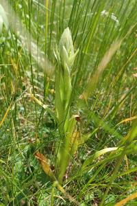 <i>Himantoglossum hircinum</i>