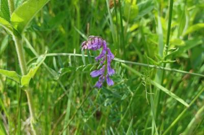 <i>Vicia cracca</i>