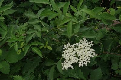 <i>Sambucus nigra</i>