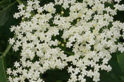<i>Sambucus nigra</i>