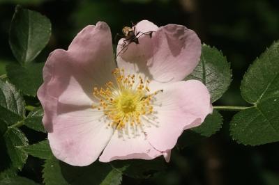 <i>Rosa canina</i>