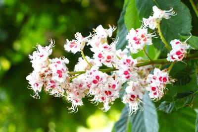 <i>Aesculus hippocastanum</i>