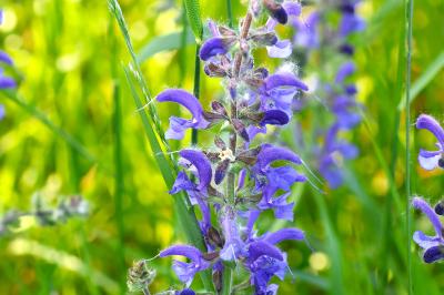 <i>Salvia pratensis</i>