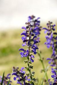 <i>Salvia pratensis</i>