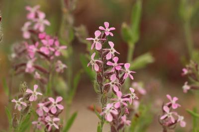 <i>Silene gallica</i>
