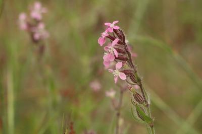 <i>Silene gallica</i>