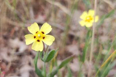 <i>Tuberaria guttata</i>