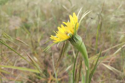 <i>Tragopogon dubius</i>