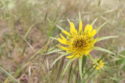 <i>Tragopogon dubius</i>