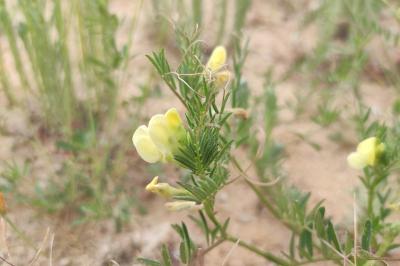 <i>Vicia lutea</i>