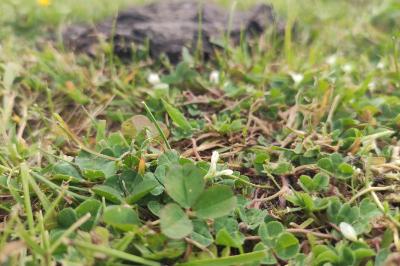 <i>Trifolium subterraneum</i>
