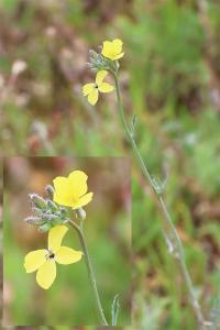 <i>Coincya monensis</i>