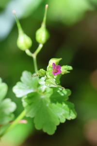 <i>Geranium lucidum</i>