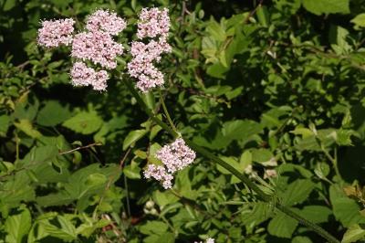 <i>Valeriana officinalis</i>