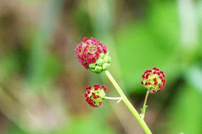<i>Poterium sanguisorba</i>
