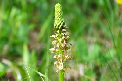 <i>Orchis anthropophora</i>