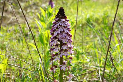 <i>Orchis purpurea</i>
