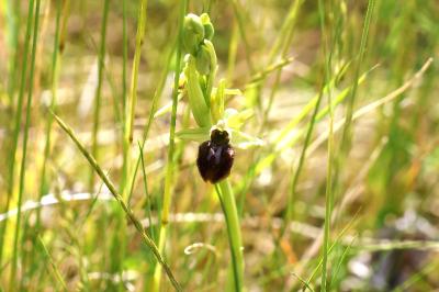 <i>Ophrys aranifera</i>