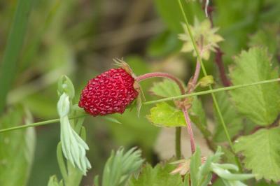 <i>Fragaria</i>