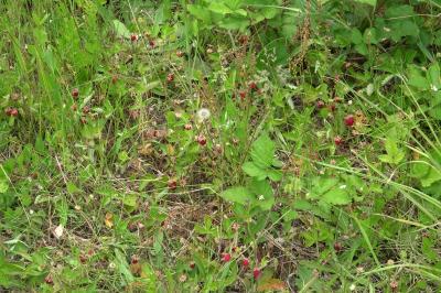 <i>Fragaria</i>