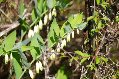 <i>Polygonatum odoratum</i>