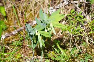 <i>Polygonatum odoratum</i>