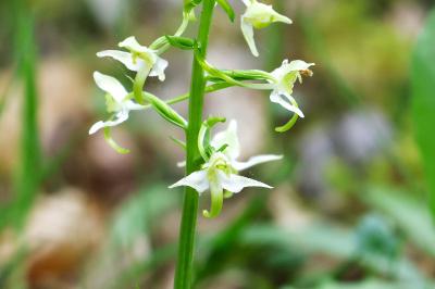 <i>Platanthera bifolia</i>