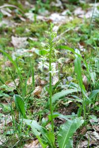 <i>Platanthera bifolia</i>