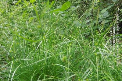 <i>Carex depauperata</i>