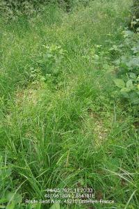 <i>Carex depauperata</i>