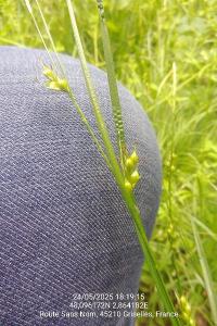 <i>Carex depauperata</i>