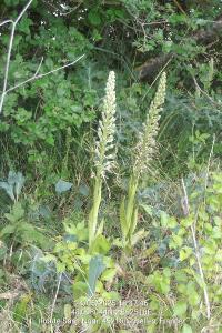 <i>Himantoglossum hircinum</i>