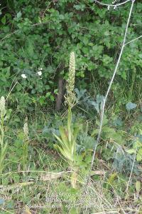 <i>Himantoglossum hircinum</i>