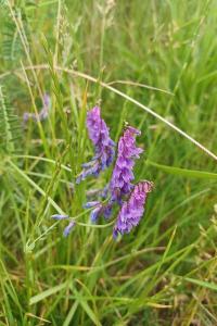 <i>Vicia cracca</i>