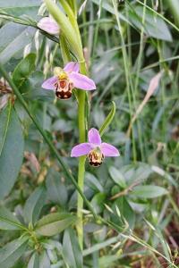 <i>Ophrys apifera</i>