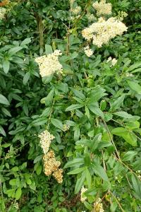 <i>Ligustrum vulgare</i>