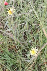 <i>Tragopogon dubius</i>