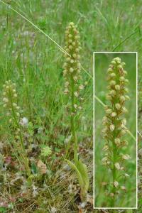 <i>Orchis anthropophora</i>