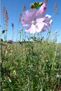 <i>Malva moschata</i>
