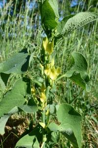 <i>Aristolochia clematitis</i>