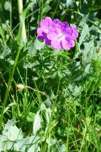 <i>Geranium sanguineum</i>