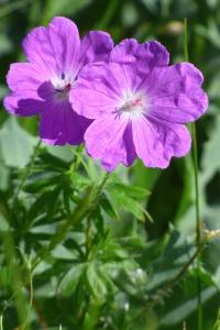 <i>Geranium sanguineum</i>