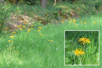 <i>Arnica montana</i>