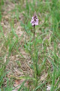 <i>Dactylorhiza maculata</i>